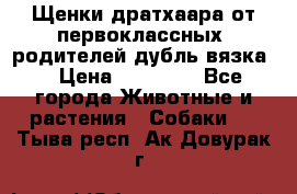 Щенки дратхаара от первоклассных  родителей(дубль вязка) › Цена ­ 22 000 - Все города Животные и растения » Собаки   . Тыва респ.,Ак-Довурак г.